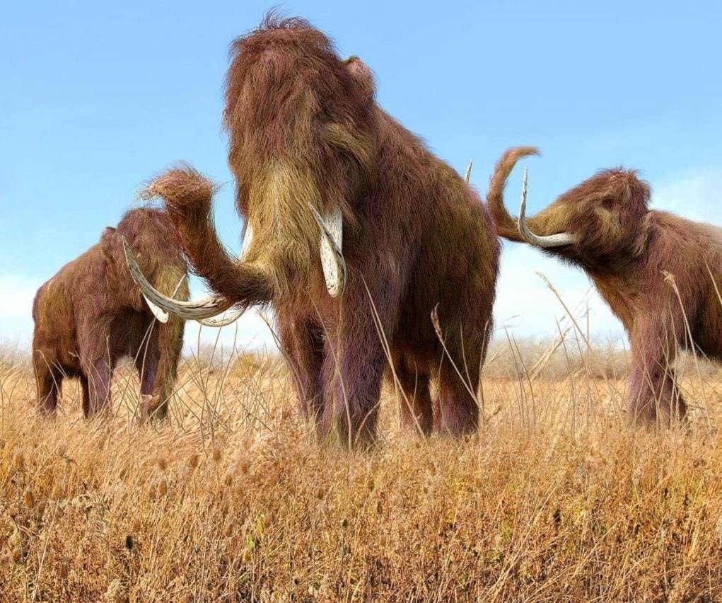 New Study Shows that Climate Change Wiped Woolly Mammoths New Study Shows that Climate Change Wiped Woolly Mammoths