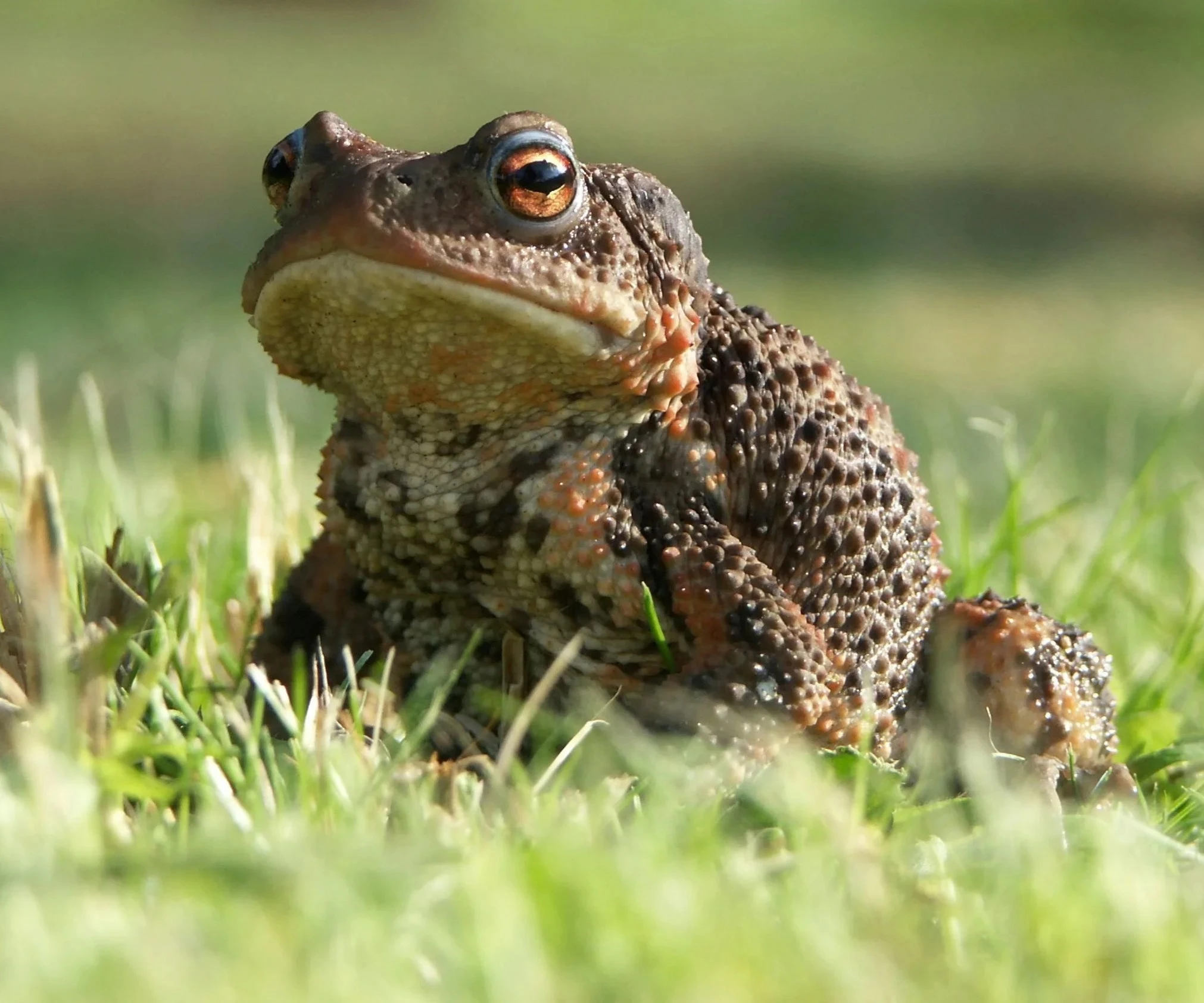 Pool clusters have dried up, and no toadlets were spotted Pool clusters have dried up, and no toadlets were spotted