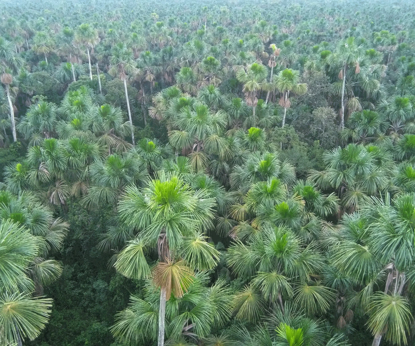 Tropical trees dying twice as fast from climate change Tropical trees dying twice as fast from climate change