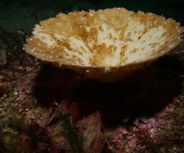 Sea sponges off New Zealand's southern coast for the first time. Sea sponges off New Zealand's southern coast for the first time.