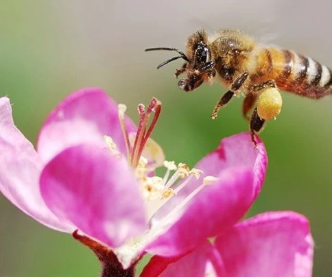 A honeybee (National Geographic) A honeybee (National Geographic)