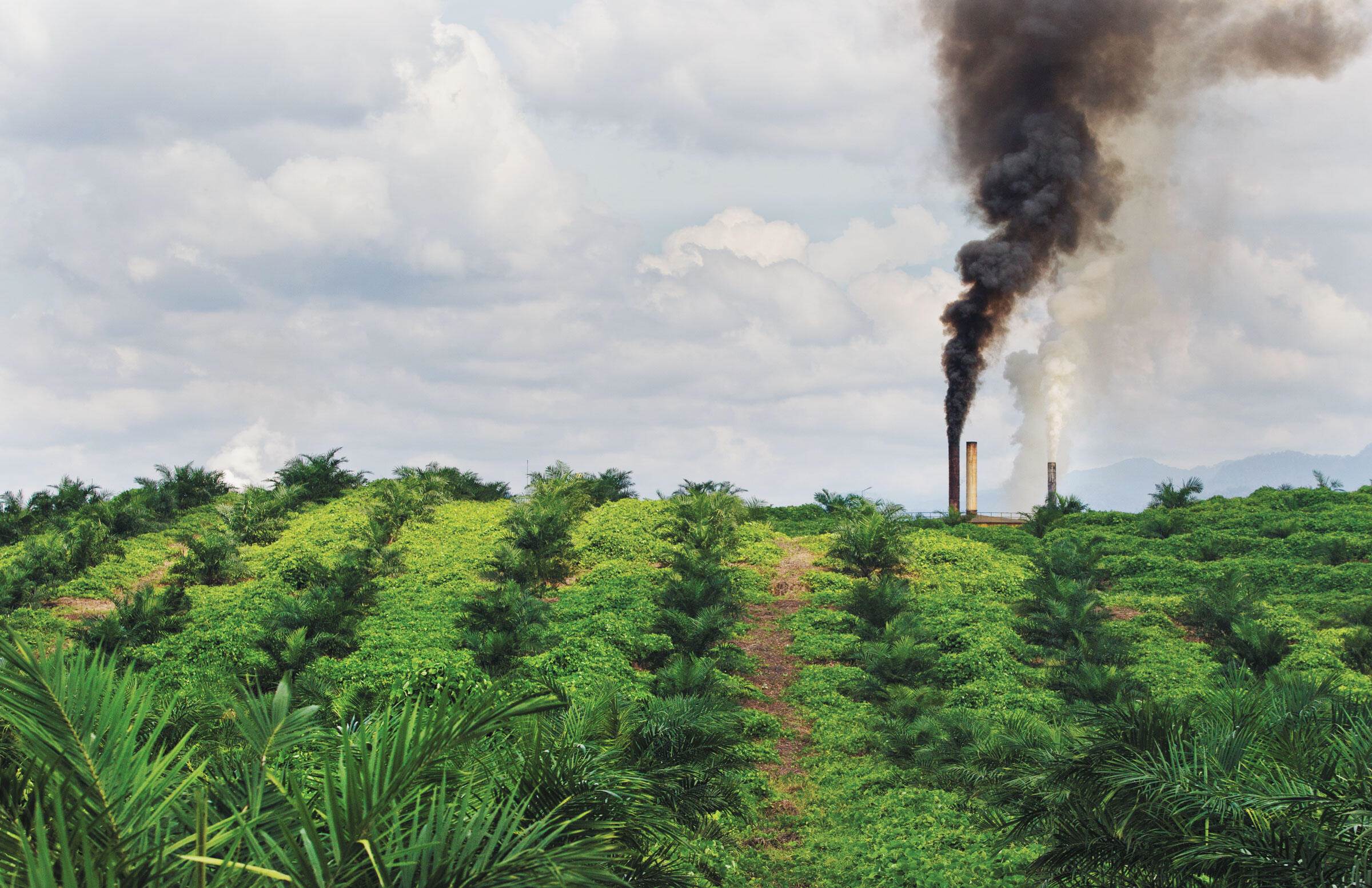 A palm oil mill in Sumatra, Indonesia