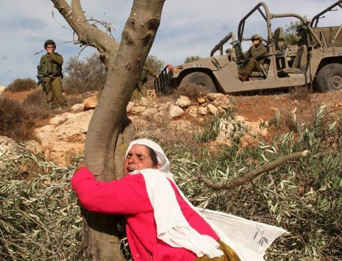 Palestinian Mahfoza Oude, 60, cries as she hugs one of her olive trees in the West Bank village of Salem, 27 November 2005.