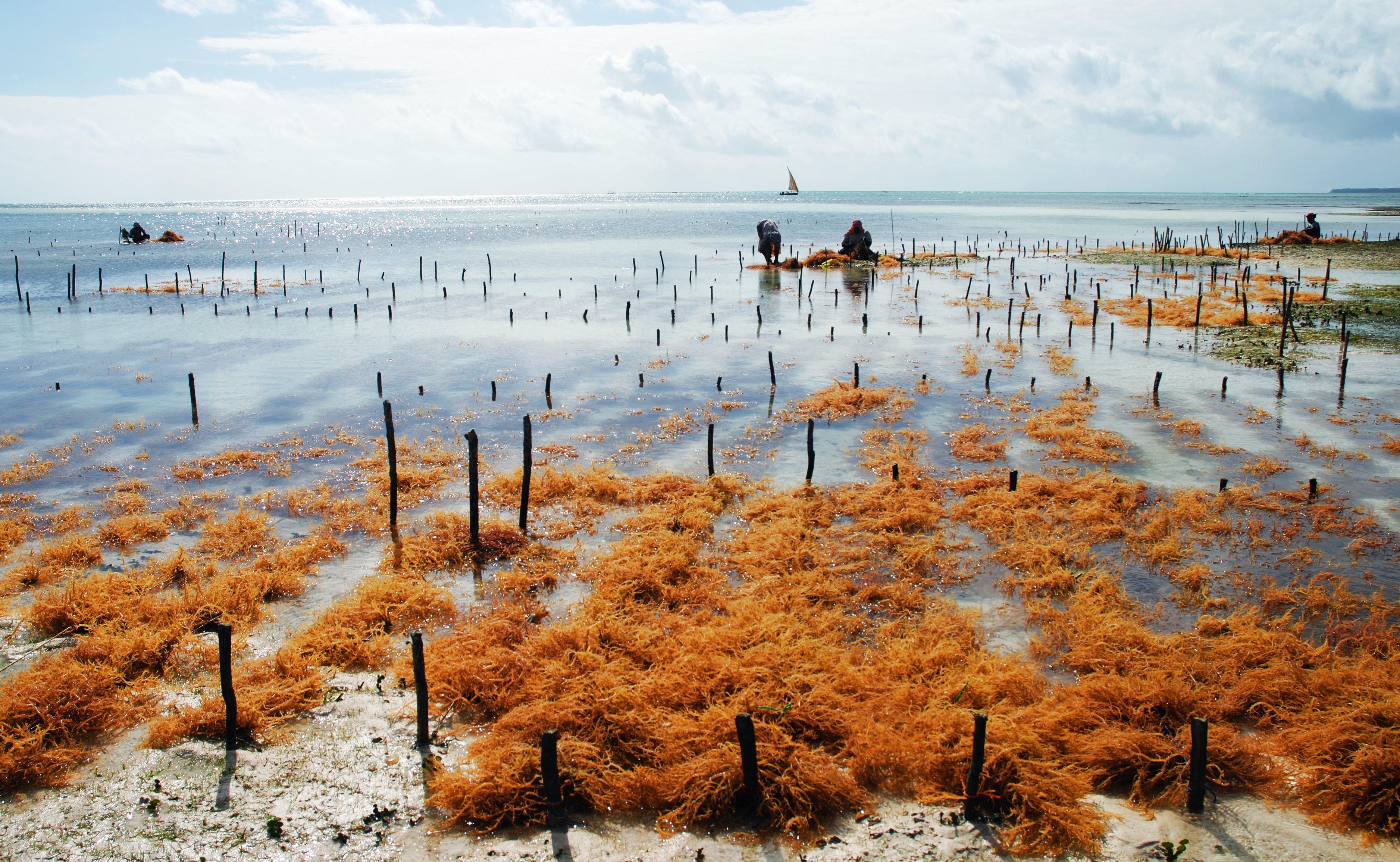 A seaweed farm in Zanzibar