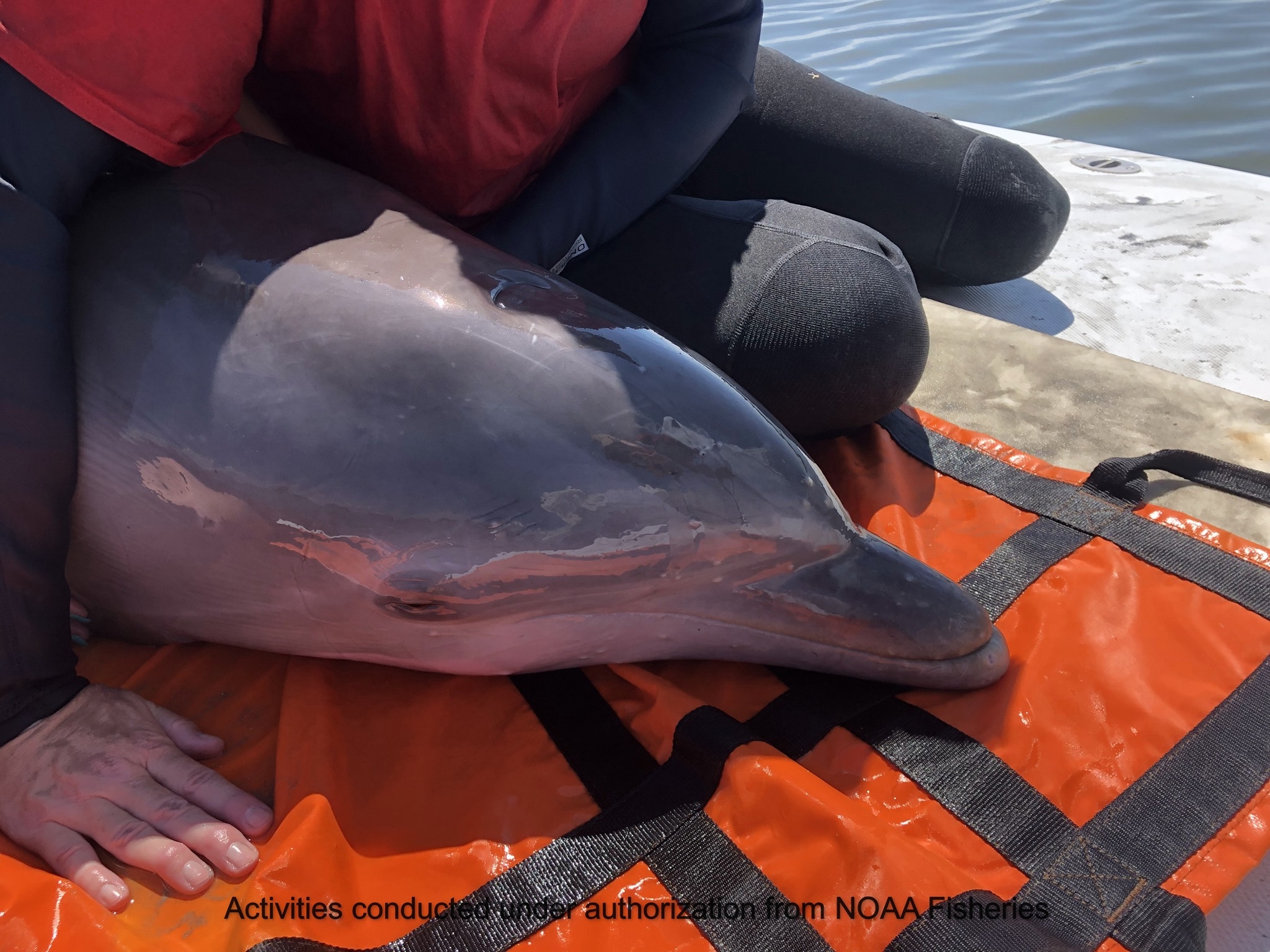 The dolphin was rescued by a group of Volunteers. (Social Media)