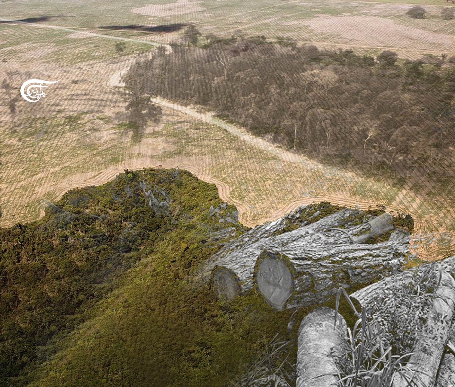 Roundup 2021: The ongoing colonization of the Amazon is still relevant