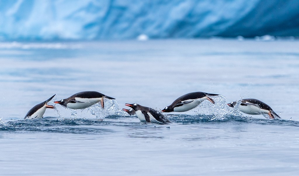 Australian scientists monitor ‘rapid’ decline in Adelie penguin number. Source: VCG