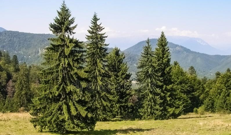Picea Abies trees (BBC)