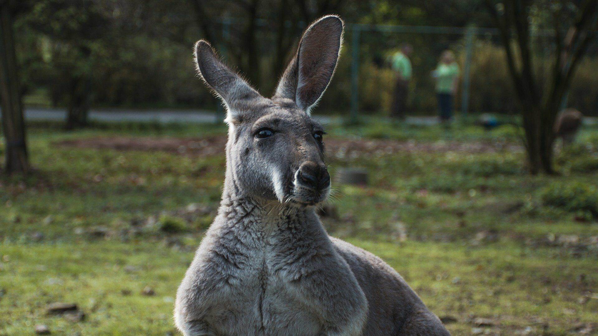 Fugitive kangaroo haunts Danish countryside