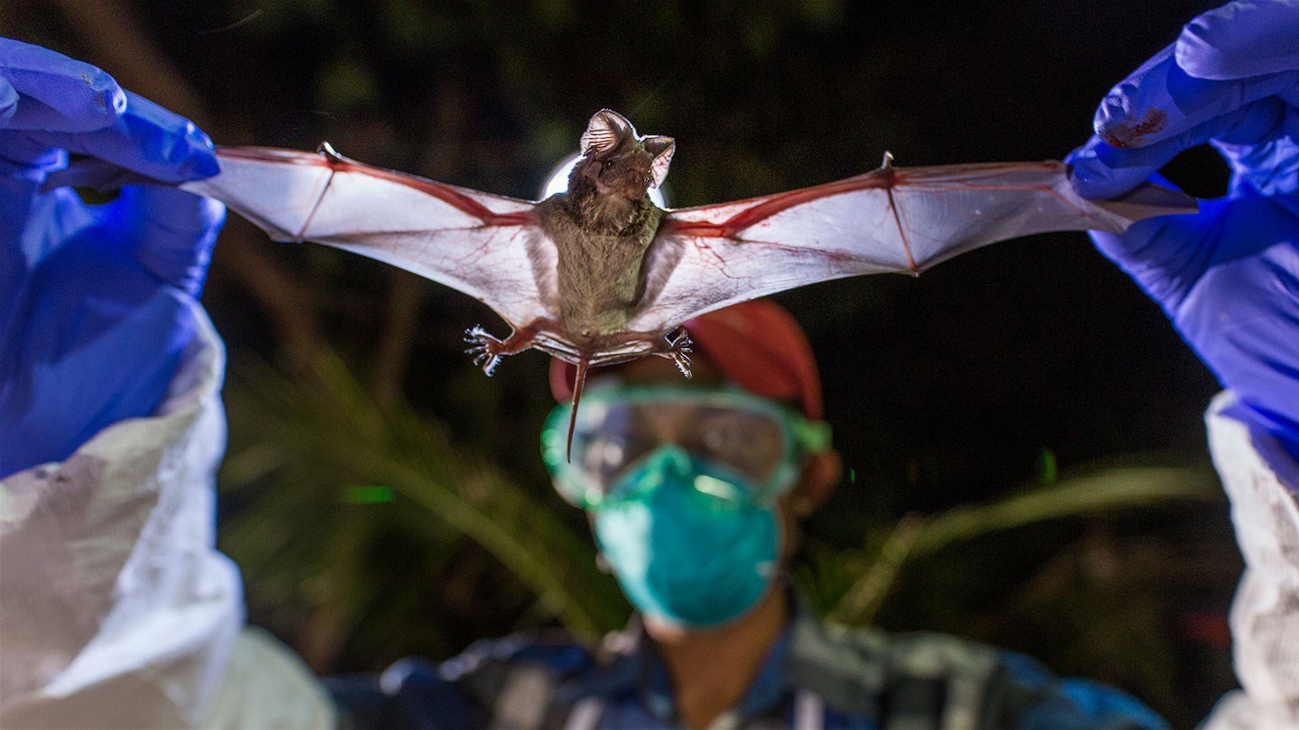 Biolabs in Ukraine created and funded by Washington experimented with bats