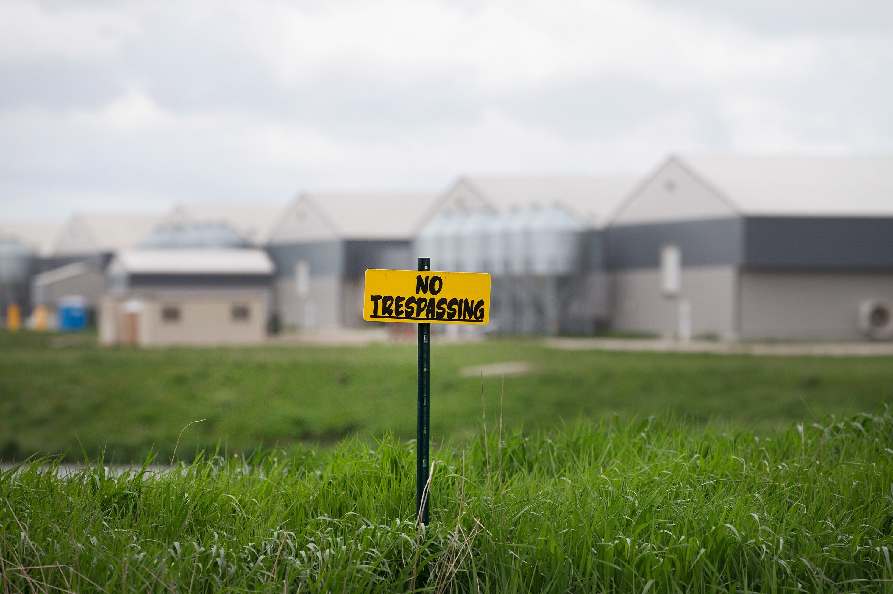 Millions of bird deaths as US hit by avian flu outbreak