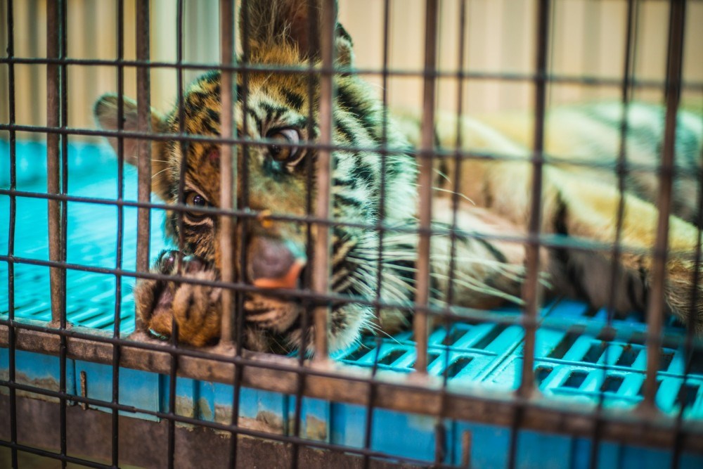 A caged endangered baby tiger