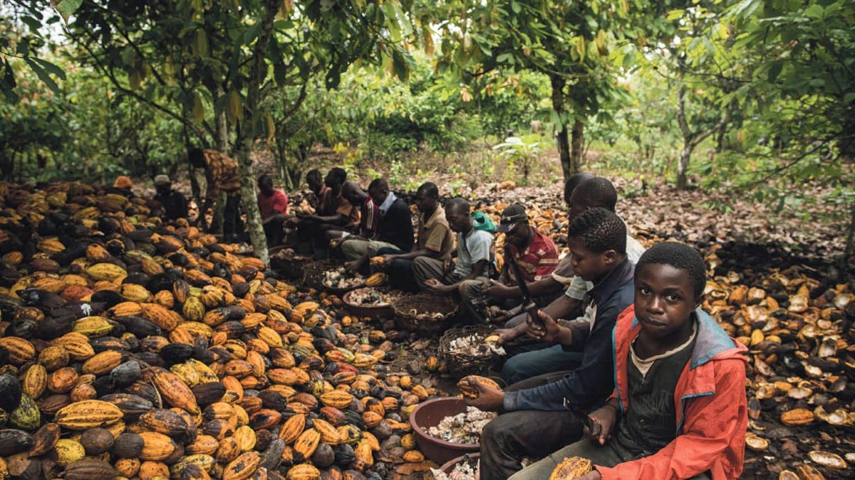 Cadbury faces child labor claims on its cocoa farms