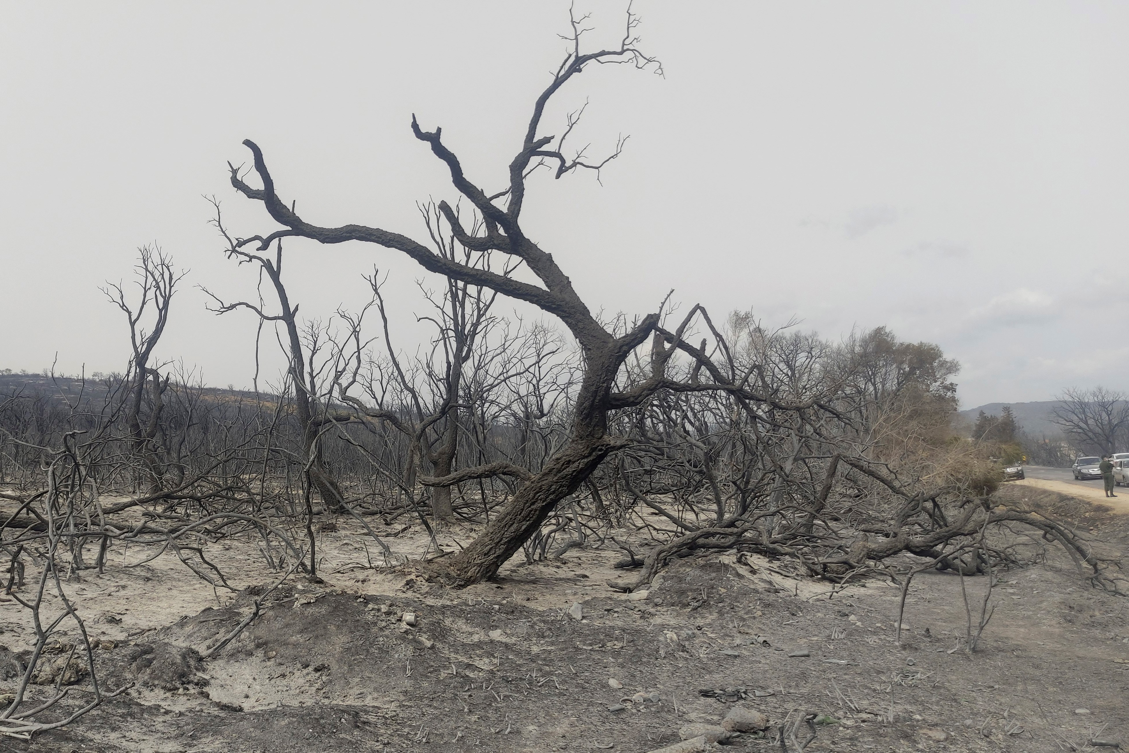 A charred tree is photographed after a wildfire in the region of El Tarf, near the northern Algerian-Tunisian border, Thursday, Aug.18, 2022 (AP Photo/Mohamed Ali)