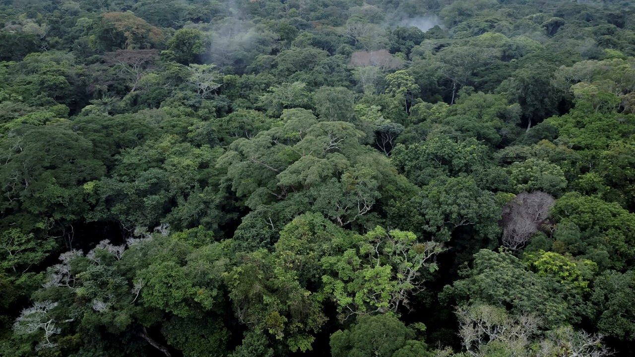Scientists fight to protect DR Congo rainforest as threats increase.