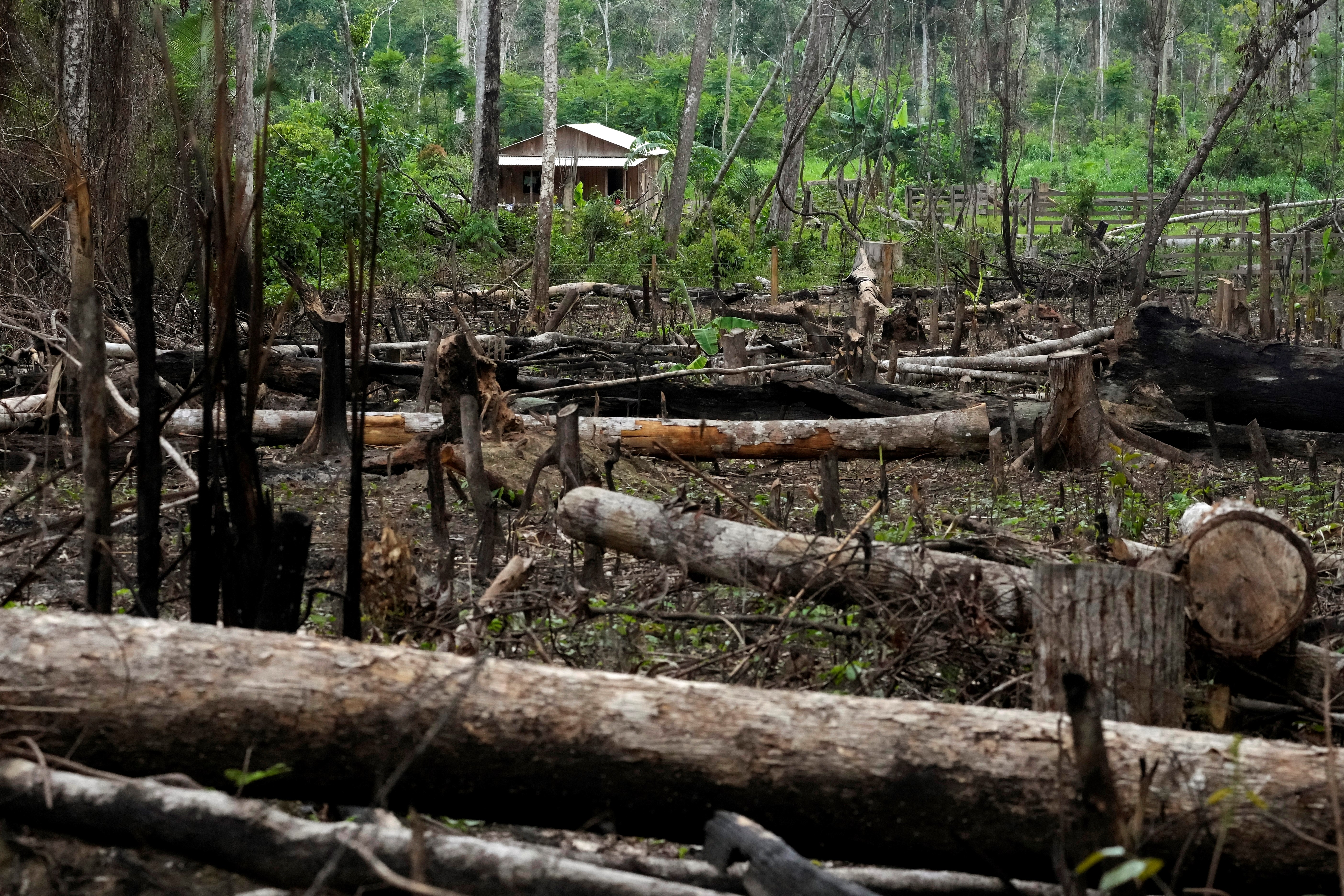 Trees lie in a deforested area in front of a house in the Chico Mendes Extractive Reserve, in Xapuri, Acre state, Brazil, Tuesday, Dec. 6, 2022 (AP Photo/Eraldo Peres)