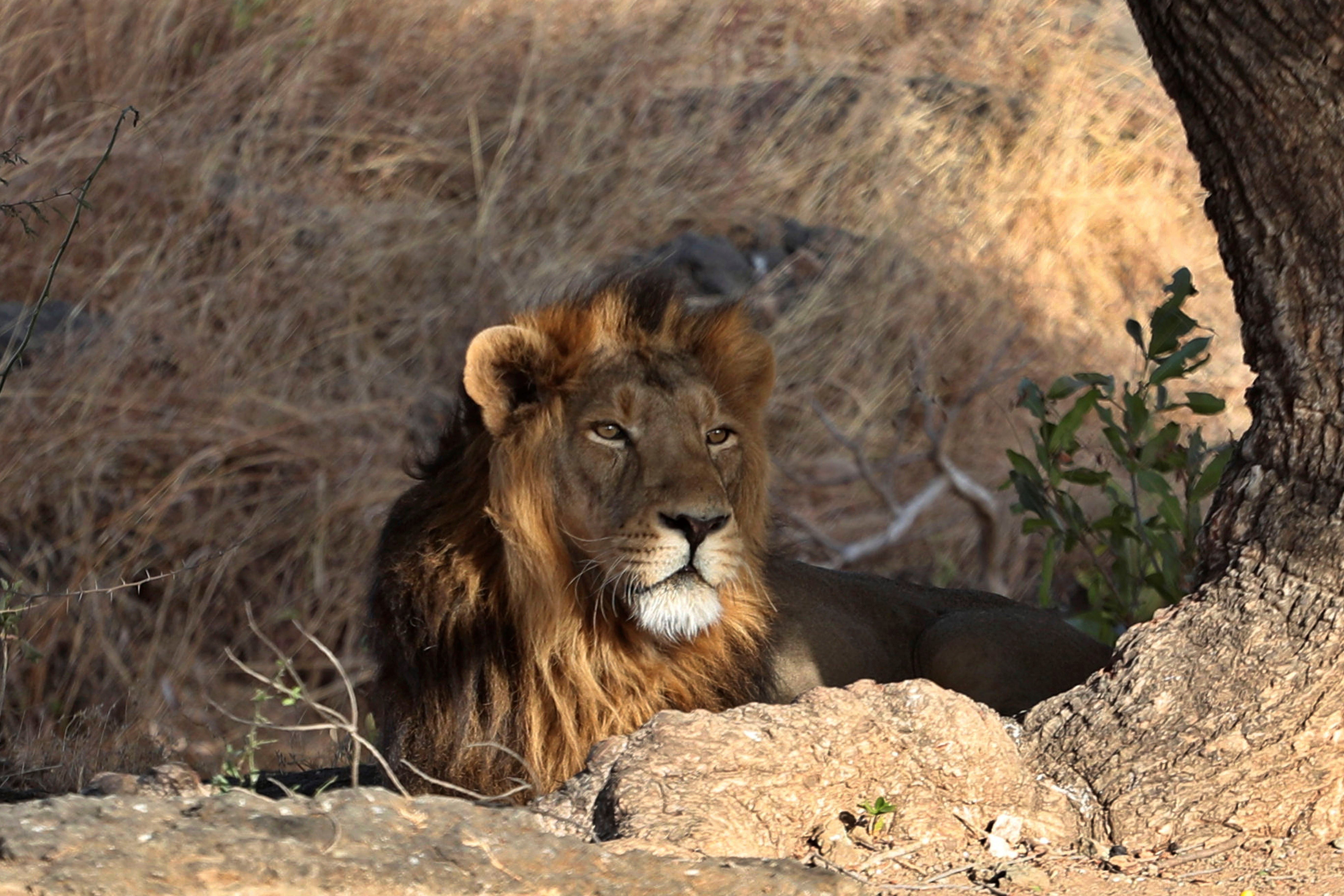 In this Sunday, March 15, 2020, an Asiatic lion sits at Gir Interpretation Zone - Devalia near Gir National Park and Wildlife Sanctuary, also known as Sasan Gir in Gujarat, India (AP).