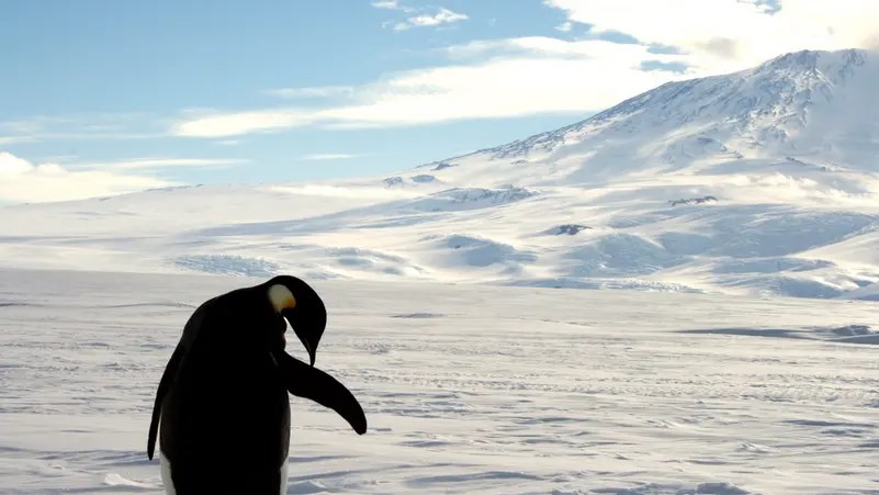 A foraging Emperor penguin preens on snow-covered sea ice around the base of the active volcano Mount Erebus, near McMurdo Station, the largest U.S. Science base in Antarctica, December 9, 2006. (Reuters)