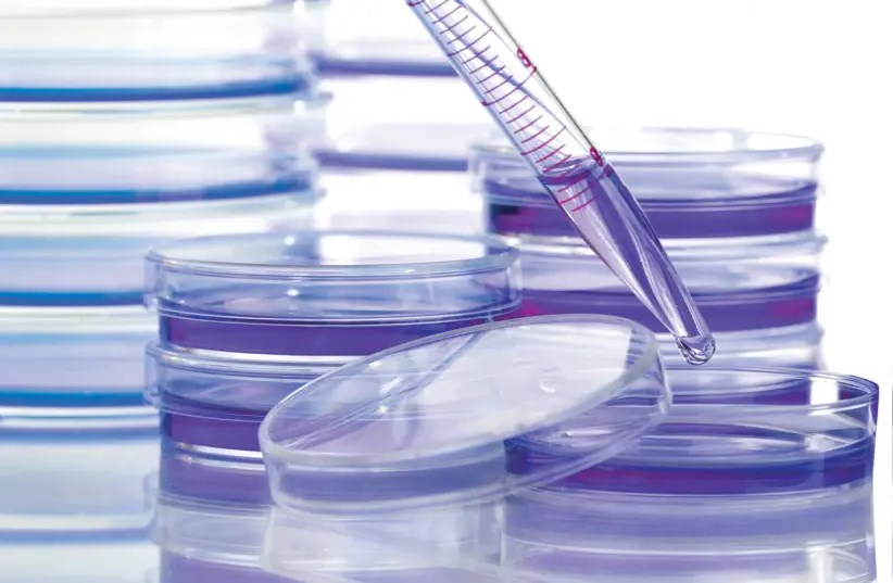 Petri dishes are pictured in an unknown location in a Cancer Research UK laboratory on an unknown date. (Reuters)