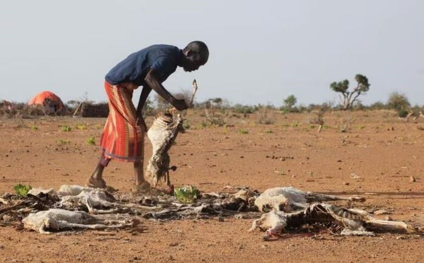 Dhicis Guray, an internally displaced Somali man, attends to the carcass of his dead livestock following severe droughts near Dollow, Gedo Region, Somalia May 26, 2022. (Reuters)