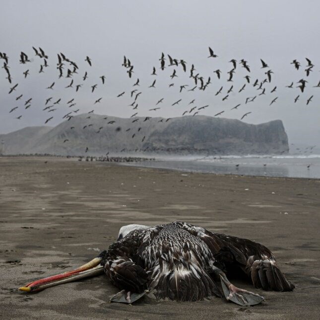 A pelican suspected to have died from H5N1 avian influenza is seen on a beach in Lima, Peru (AFP)