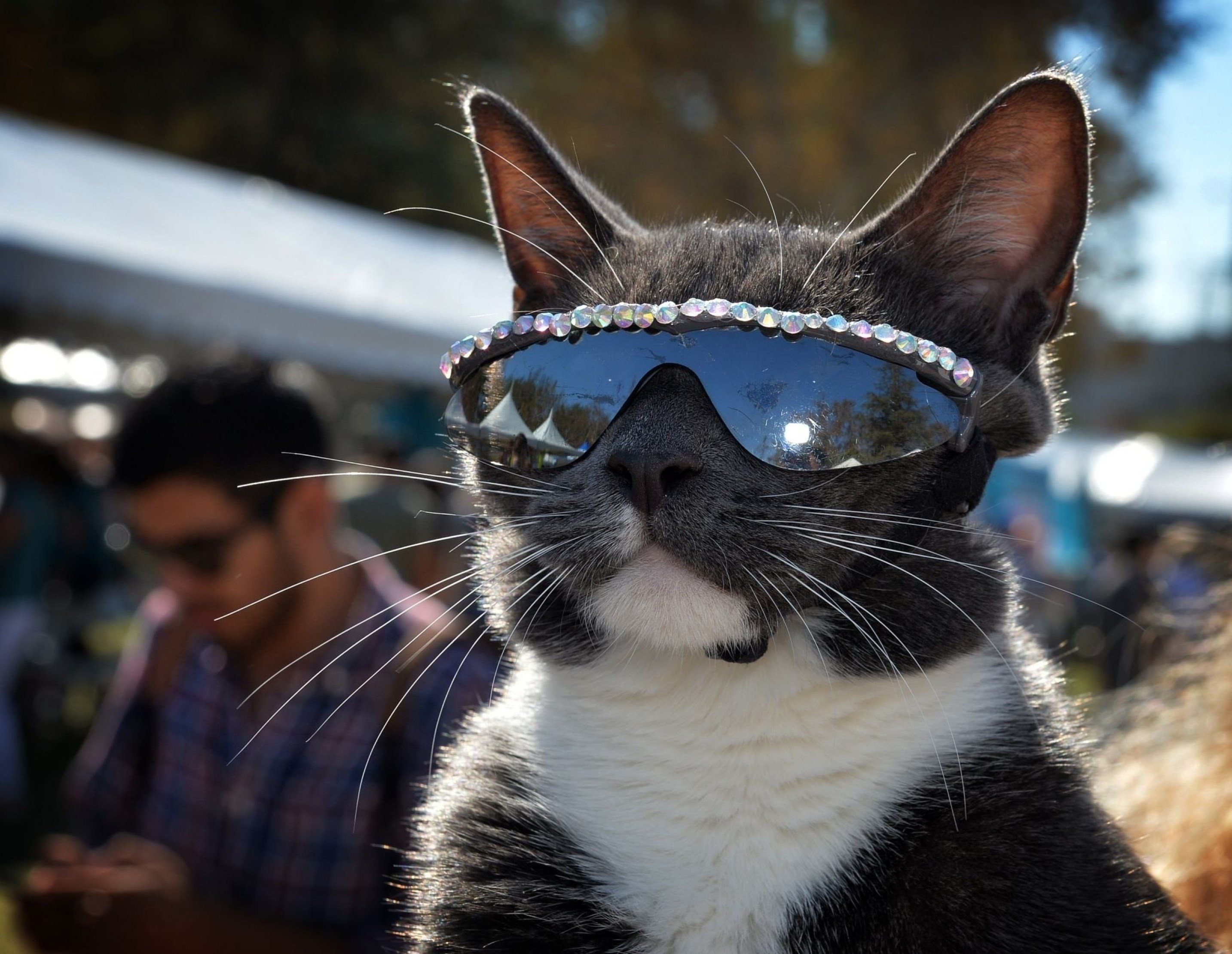 A cat wearing sunglasses poses at the Los Angeles Feline Film Festival at the Memorial Coliseum in Los Angeles, California, United States, September 21 2014. (AFP)
