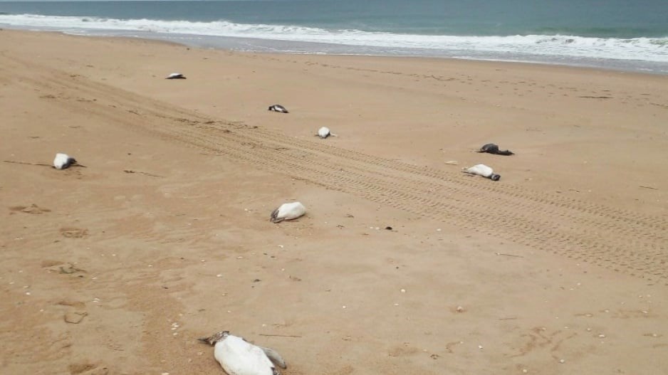 Dead penguins are scattered on the beach Barra Laguna de Rocha in Uruguay. (AFP)
