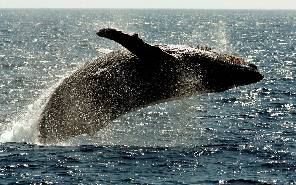 A humpback whale leaps out of the water in the channel off the town of Lahaina on the island of Maui in Hawaii in 2005 (AP)