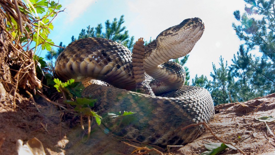 A rattlesnake sits outside his hole during a rattlesnake hunt near Opp, Ala., Tuesday, March 8, 2010. (AP)