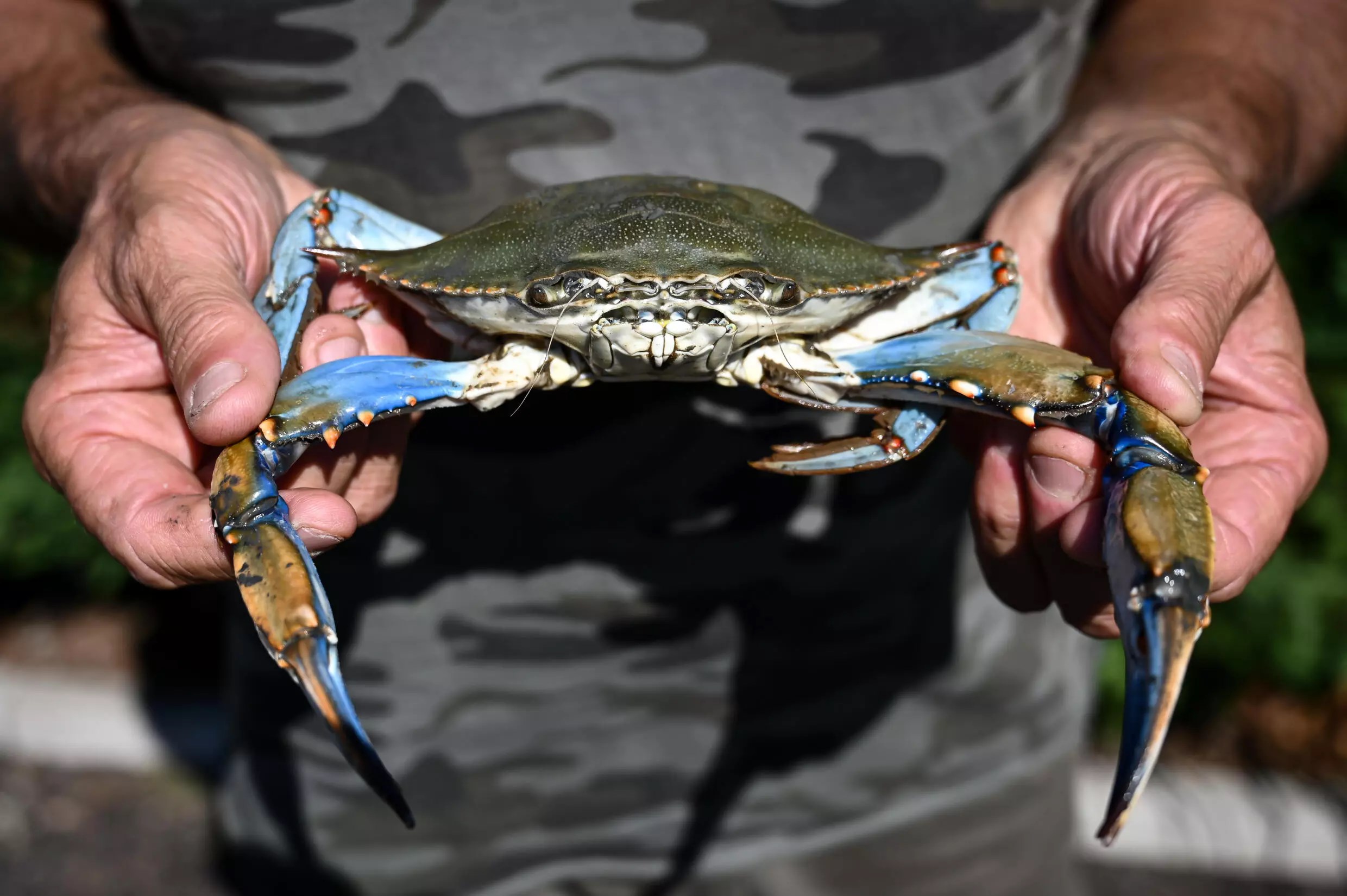Crabs in Italy