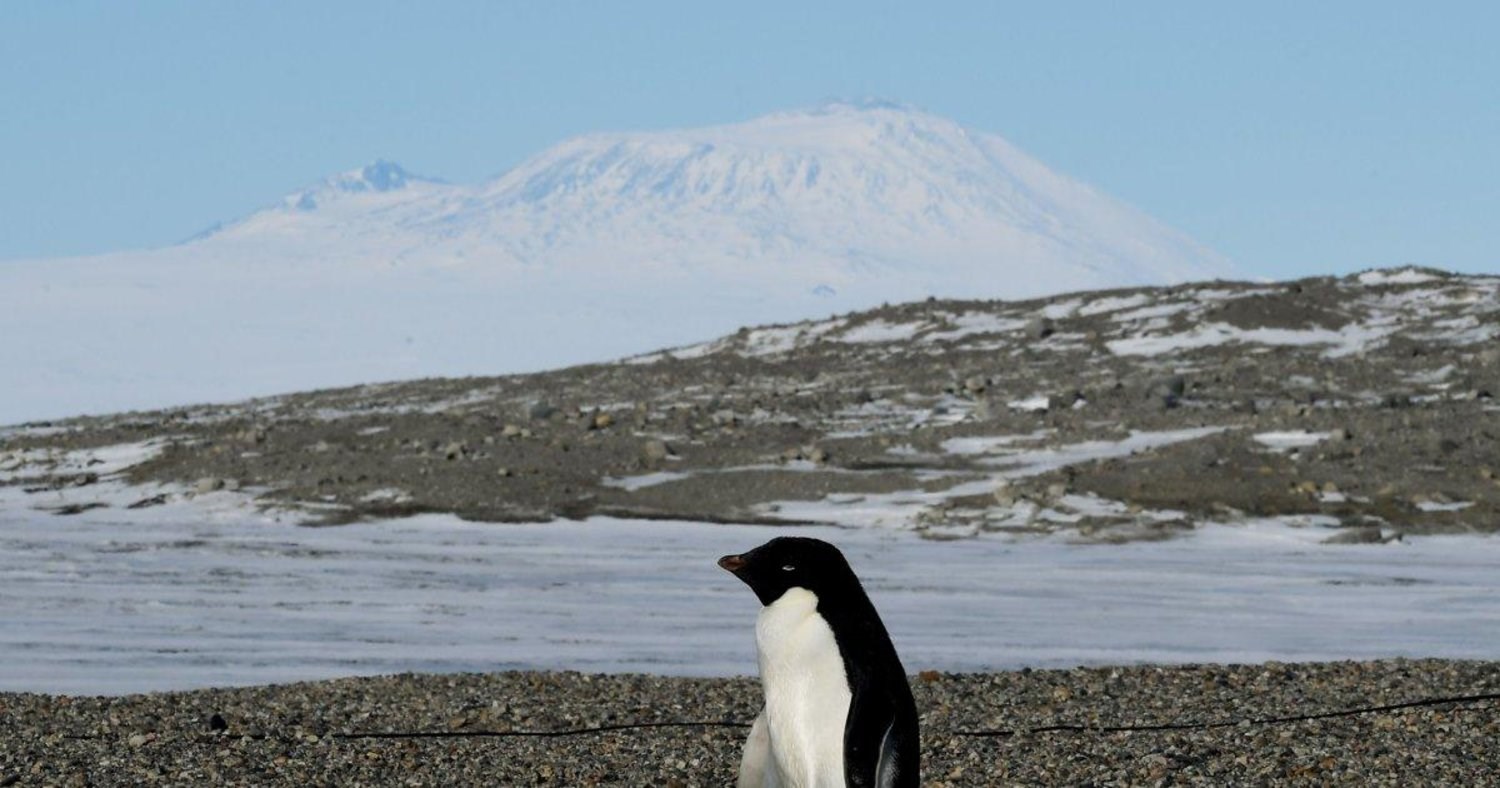 Adelie penguins in Antarctica (AFP)