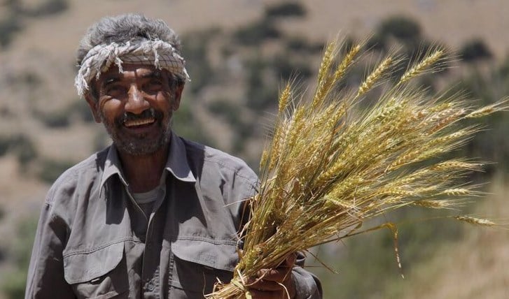 Iran halts wheat imports until March 2025, Ministry official announces